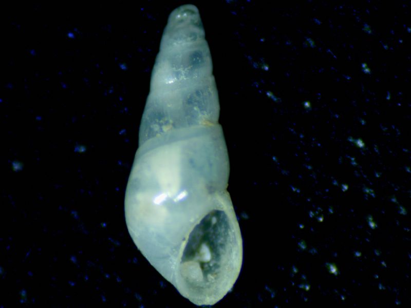 Auristomia fusulus